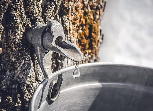Maple sap dripping in winter